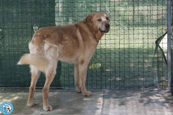 Artu’: il gigante buono che aspetta il suo regno Foto 4